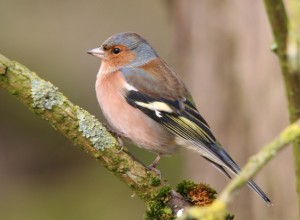 20101014_vink